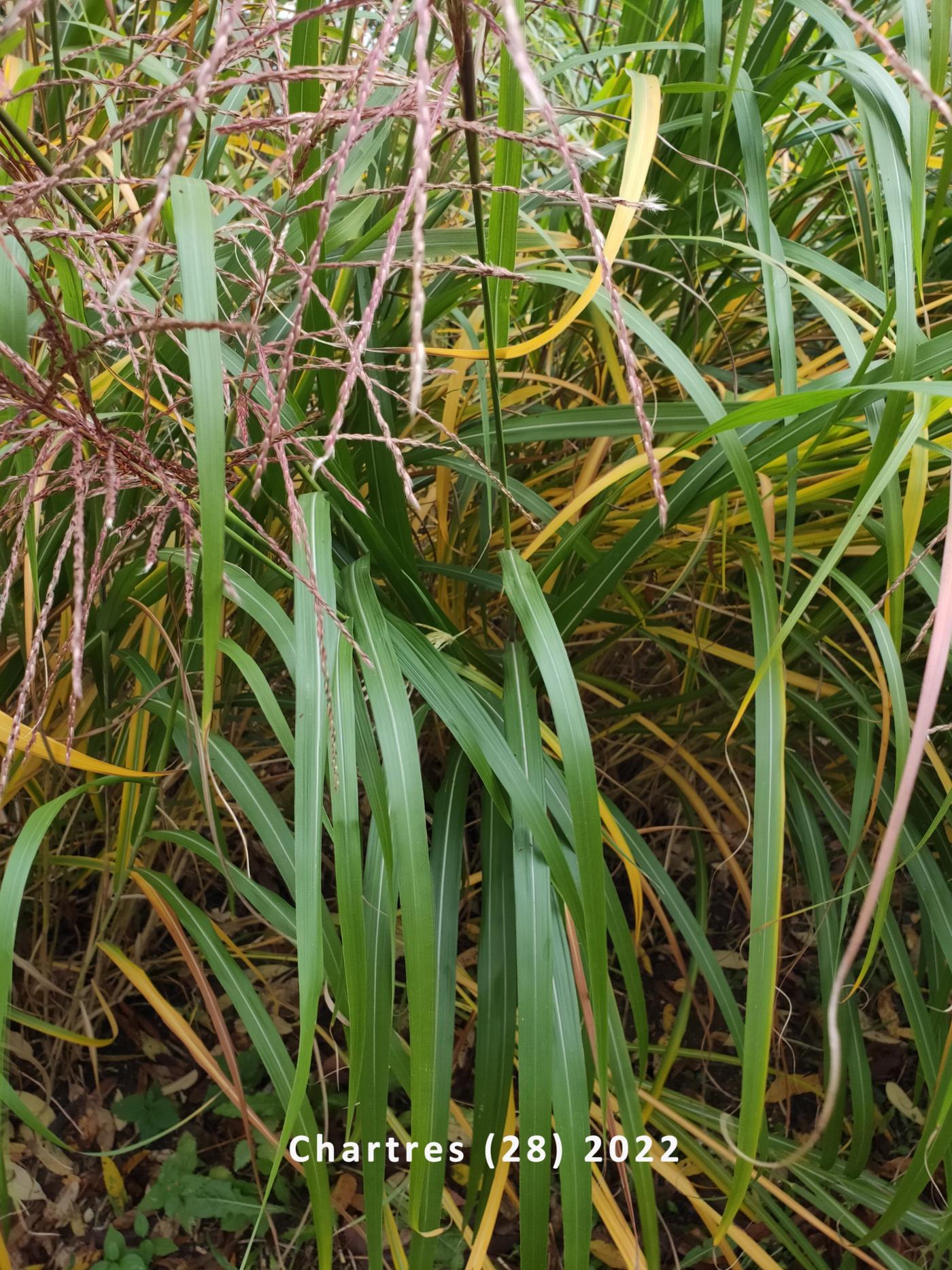 Pampas Grass leaf